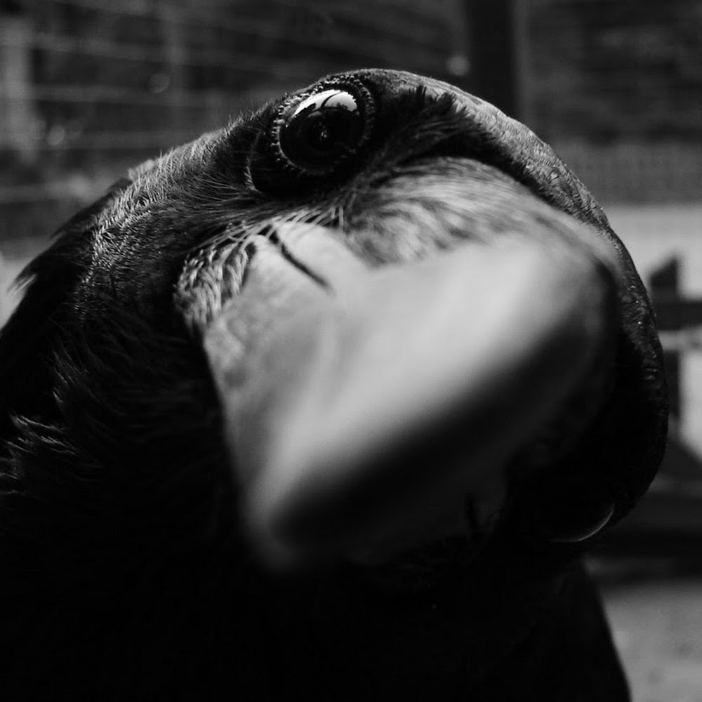 Meet your Posher, Shelby